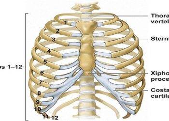 How Many Ribs Does a Man Have? – Know Everything About Man’s Ribs