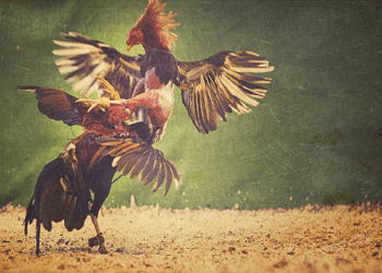 How to Register on WPC2027 – Know Everything About WPC2027